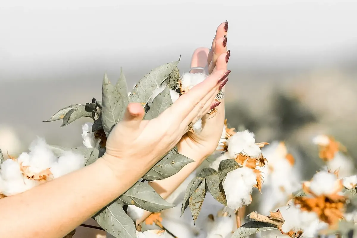 Hands touching cotton plants in sunlight