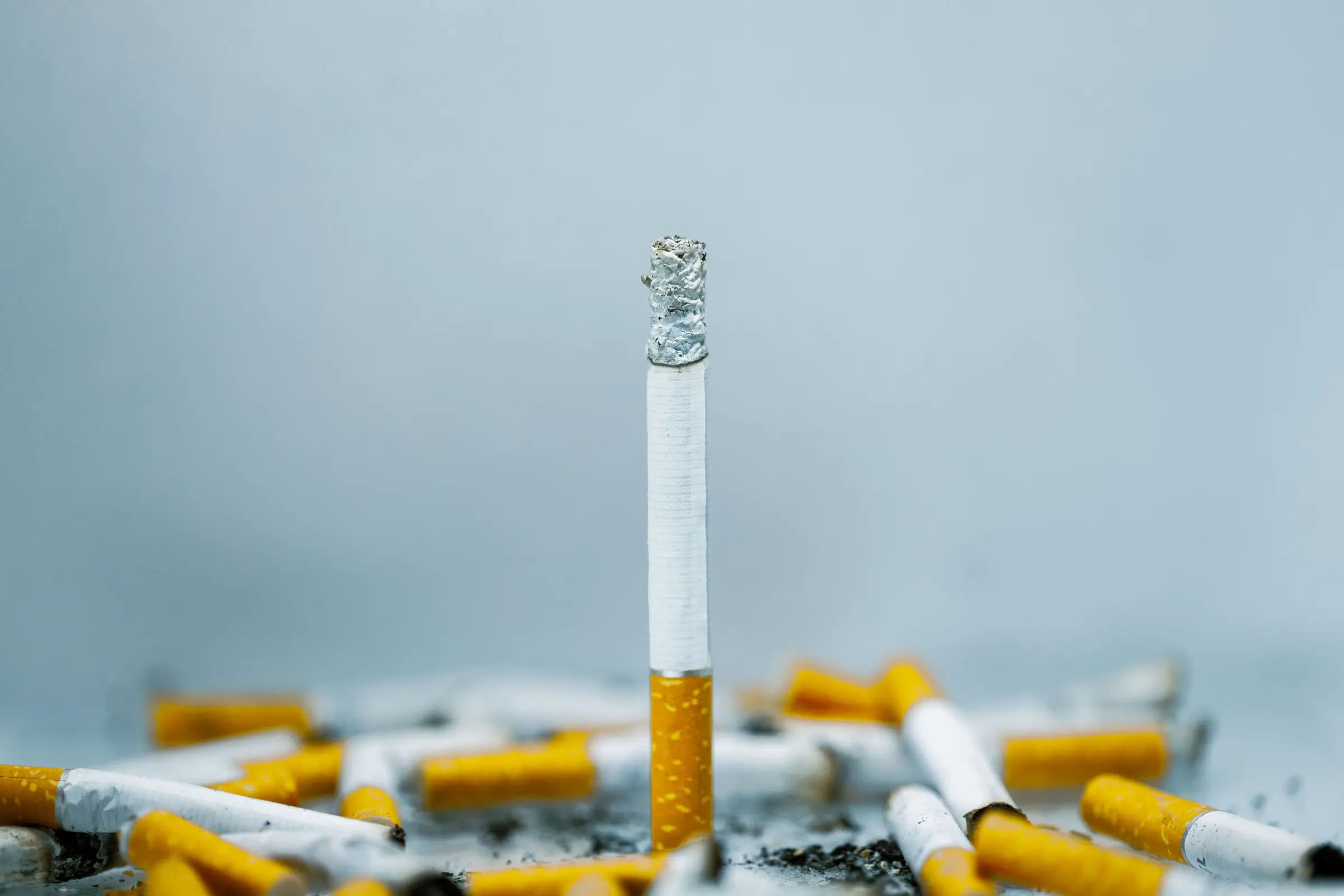 A single cigarette standing among stubbed-out butts